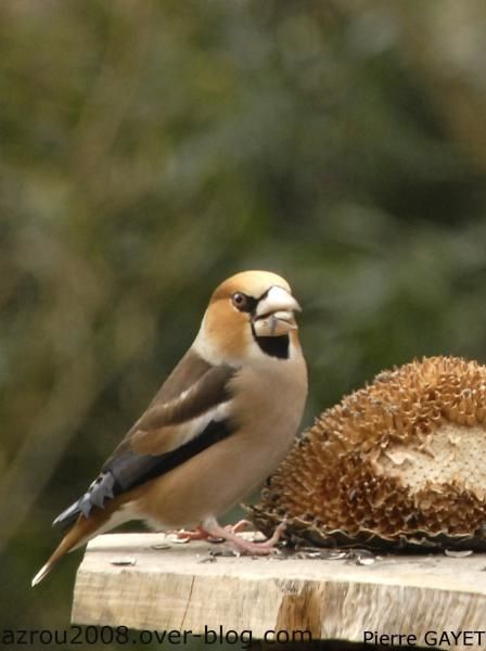 grosbec casse-noyaux (Coccothraustes coccothraustes) mangeant une graine de tournesol