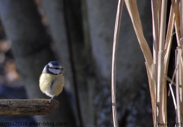mésange bleue (Parus caeruleus) perchée sur une seule patte