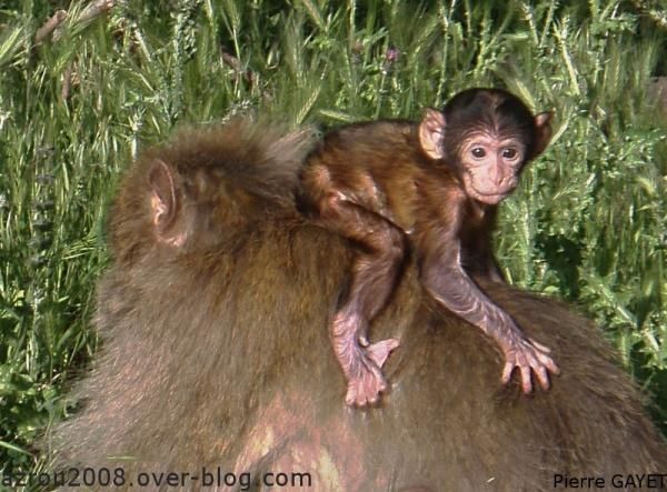 magot, bébé, baby, infant, enfant, juvenile, petit, macaque de barbarie, berbere, Azrou, Morocco, monkey, ape, wild , faune, Berberaffe, mona o macaco de Gibraltar, mono de Berbería, mona rabona, bertuccia o scimmia di Barberia, berberaap, mårticot d' Djibraltar, Berberabe, makak, bezocasý,巴巴利獼猴, Магот, Берберыйскі макак, Маготът, берберски,バーバリーマカク, მაგოტი ან ბერბერული მაკაკა, 바바리마카크 ,المكاك البربري