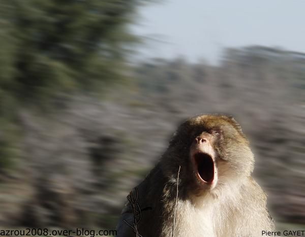 magot, macaque de barbarie, berbere, Azrou, Morocco, monkey, ape, wild , faune, Berberaffe, mona o macaco de Gibraltar, mono de Berbería, mona rabona, bertuccia o scimmia di Barberia, berberaap, mårticot d' Djibraltar, Berberabe, makak, bezocasý,巴巴利獼猴, Магот, Берберыйскі макак, Маготът, берберски,バーバリーマカク, მაგოტი ან ბერბერული მაკაკა, 바바리마카크 ,المكاك البربري