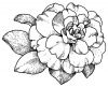 11 camelia GM