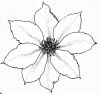 13 clematite