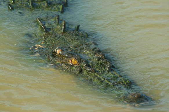 que fait un crocodile quand il rencontre une superbe femelle