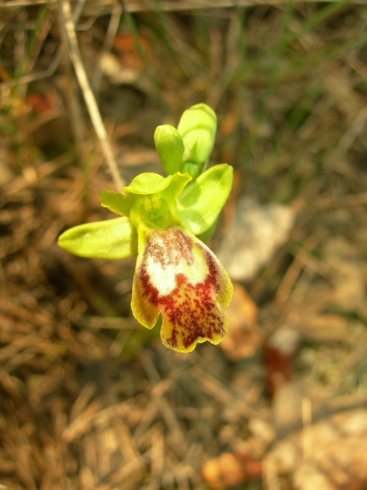 Montpellier-mars-2009-Ophris-fleur.jpg