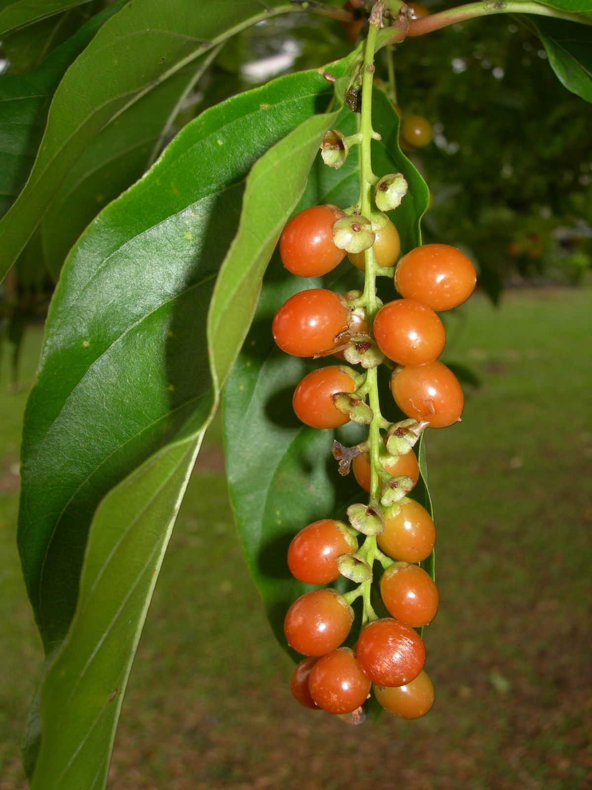 FIJI-14-16-juillet-2009-USP-Citharexylum