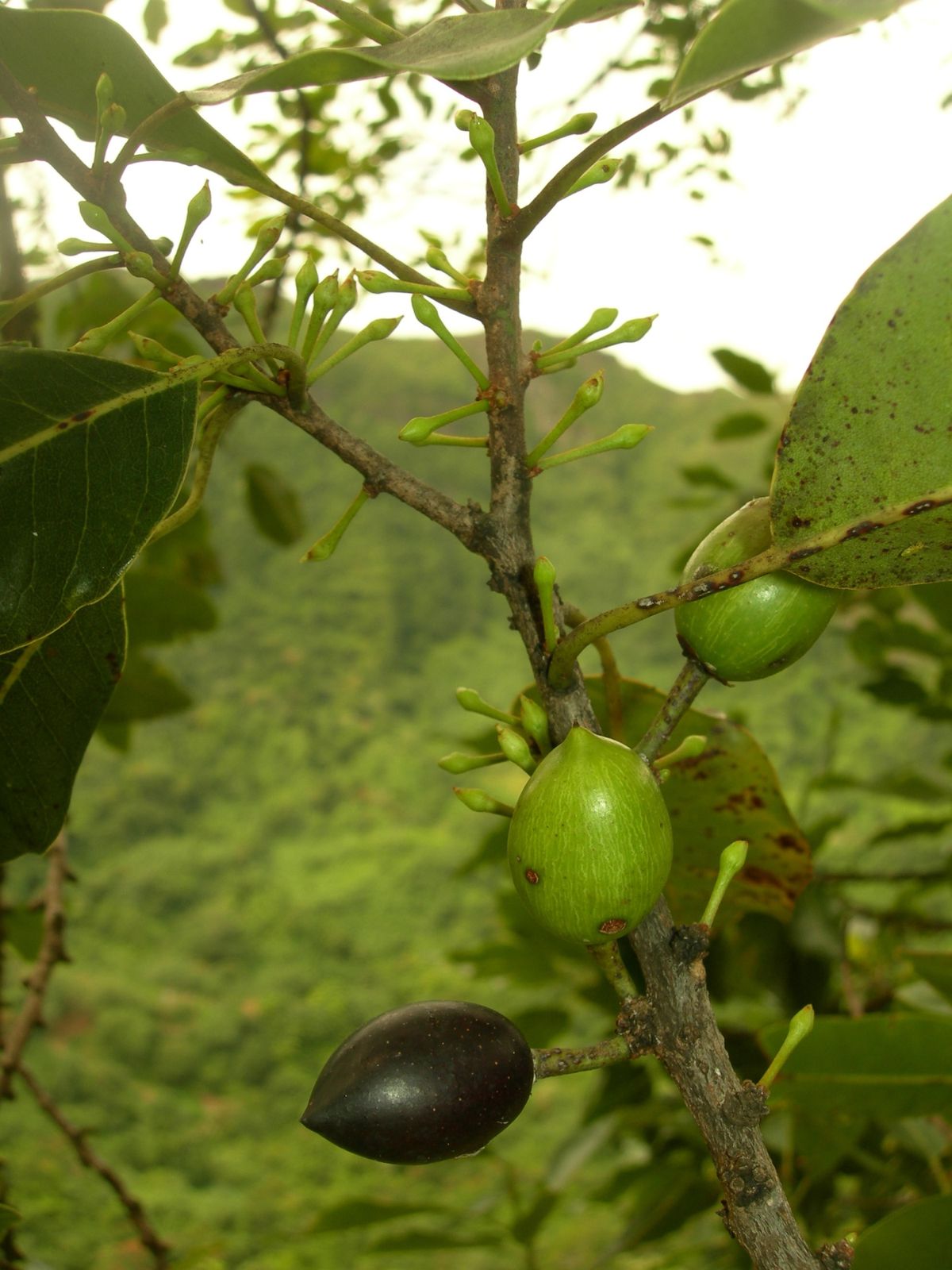 Moorea-Maharepa-17-juin-2009-Nesoluma-na