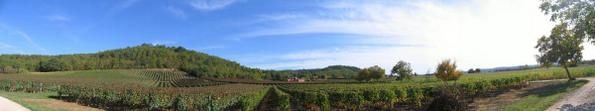Les-vignes-de-Prayssac.jpg
