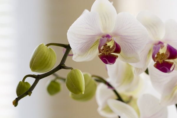 orchidee-18.jpg