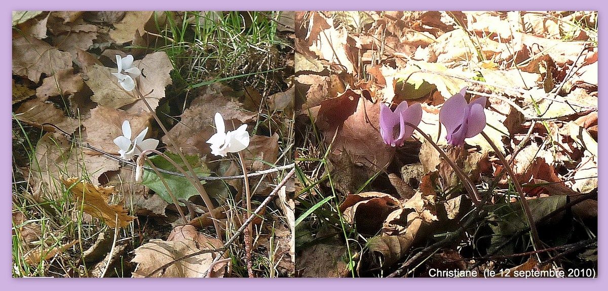 Charming Quand Ramasser La Rhubarbe #5: Montages1-copie-1.jpg Charming Quand Ramasser La Rhubarbe #5: Montages1-copie-1.jpg