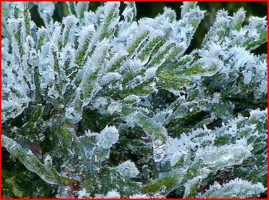 fleurs d'hiver