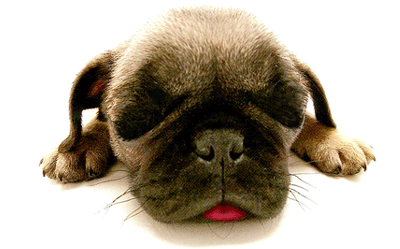 si un chien rencontre un chat