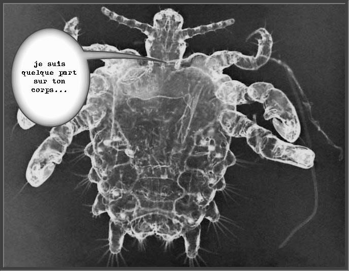 Le diagnostic selon le sang des parasites
