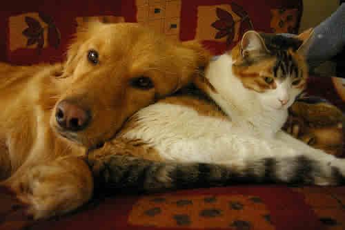 chien chat