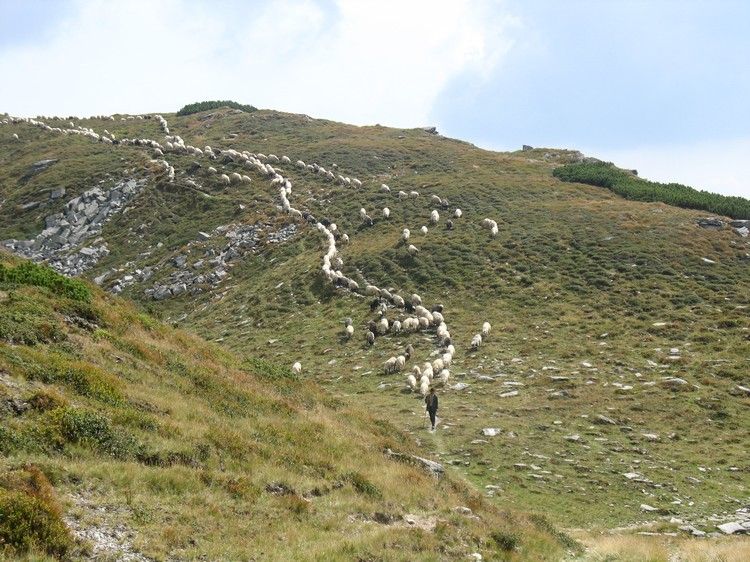 berger et ses moutons