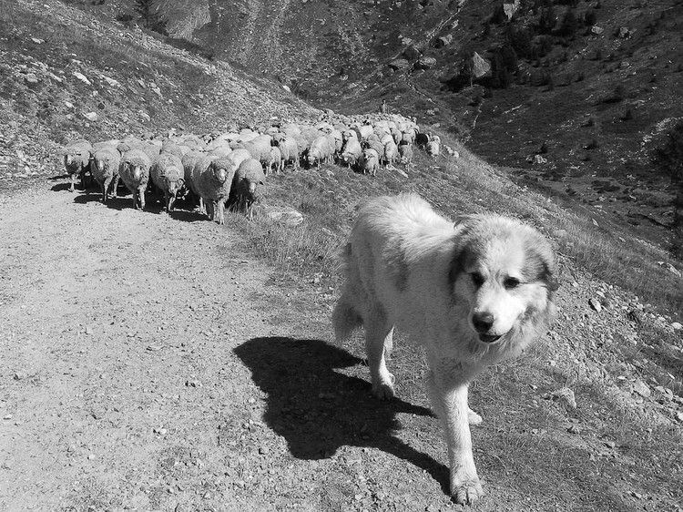 chien de berger 02