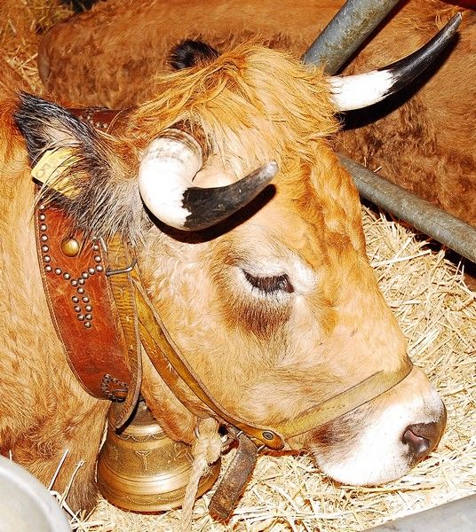 cloche de vache 01