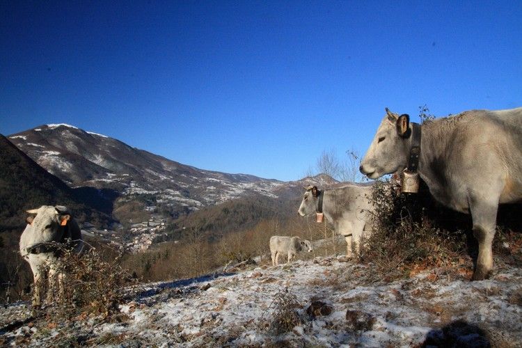 vaches gasconnes 02