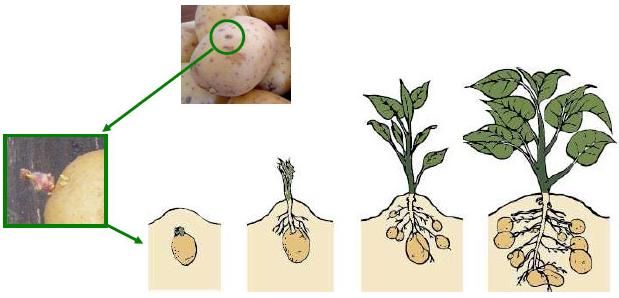 Patates 01