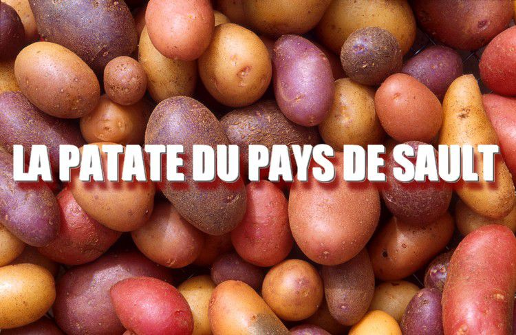 Patates 014 bandeau