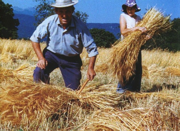 moisson en Aude002