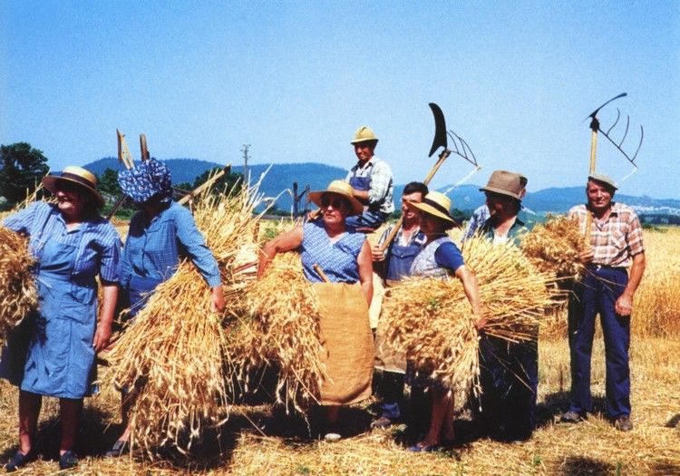 moisson en Aude004