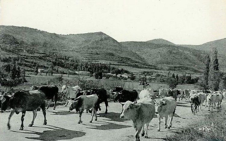 Roquefeuil 0117 le départ du bouvier en 1950