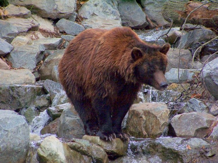 quoi faire si je rencontre un ours