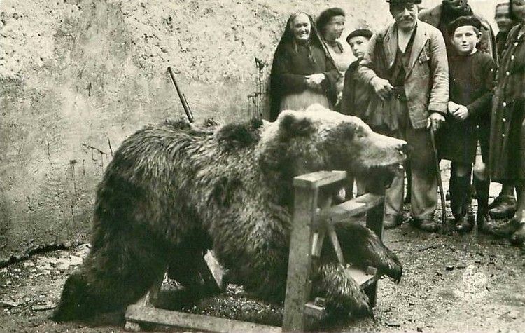quoi faire si je rencontre un ours