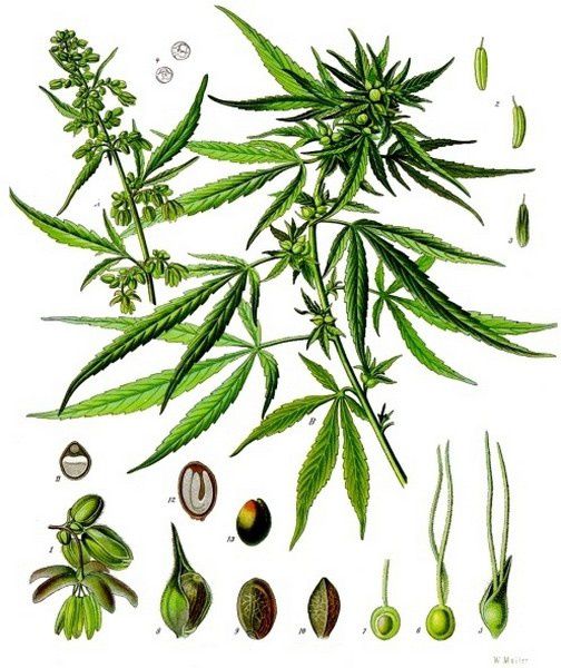 cannabis-sativa