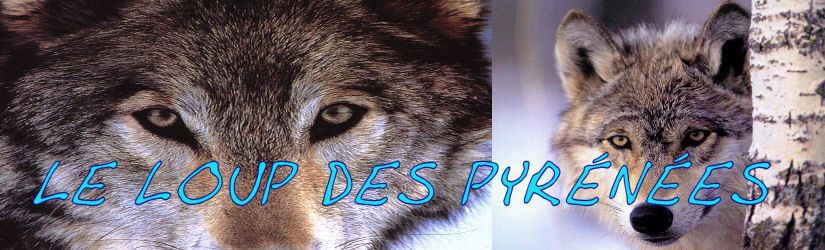 Bandeau le loup des pyrénées