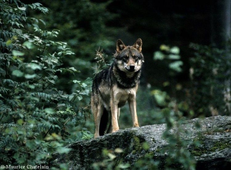 Loup en ariège 06