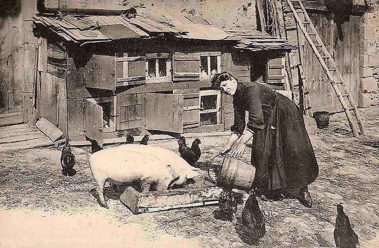 tuer le cochon 06 en 1910