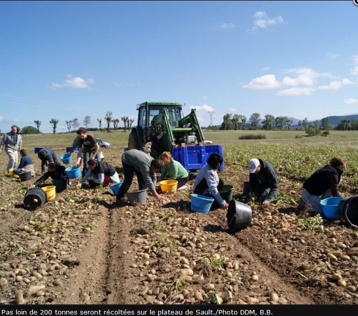 Récolte pommes de terre au pays de sault 2010
