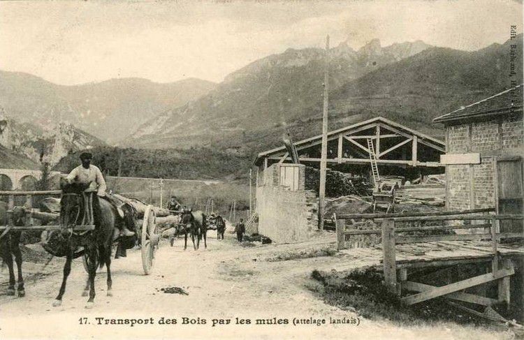 transport du bois par des mules en 1900