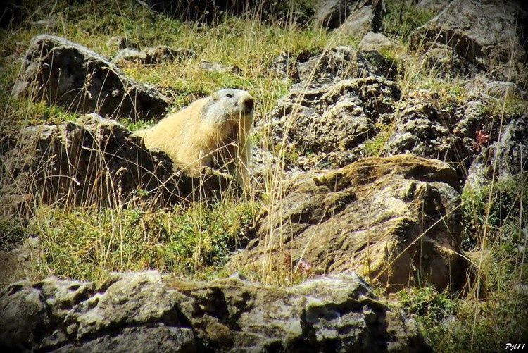 104 marmotte au pic d'ourtiset