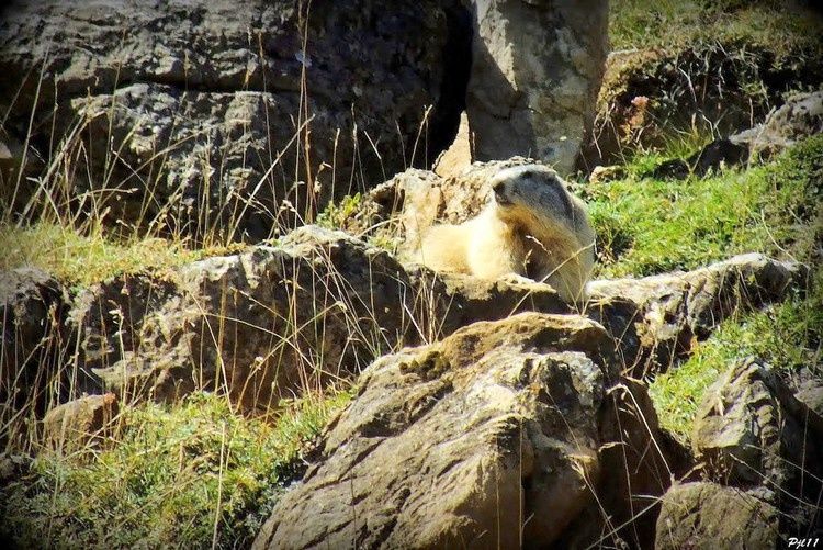 105 marmotte au pic d'ourtiset