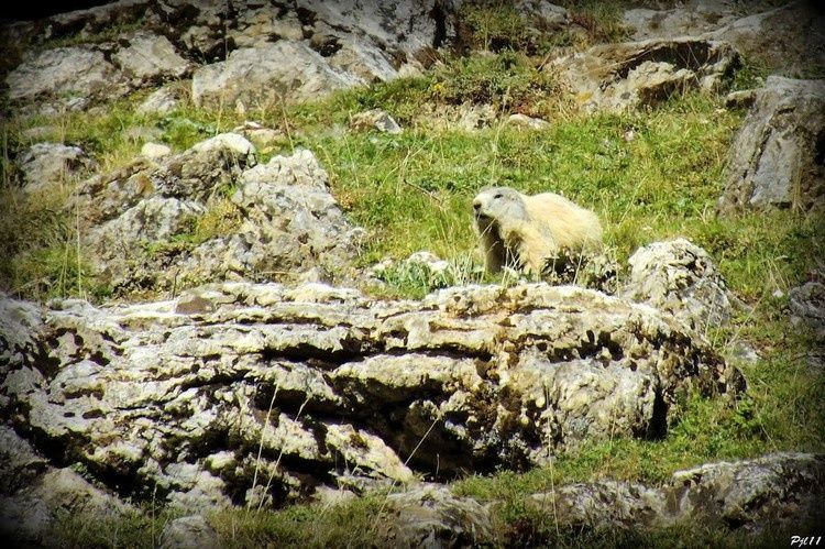 106 marmotte au pic d'ourtiset