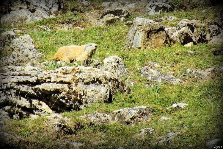 107 marmotte au pic d'ourtiset