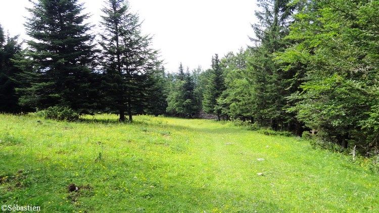 92 En descendant - dans la Forêt de Canelle