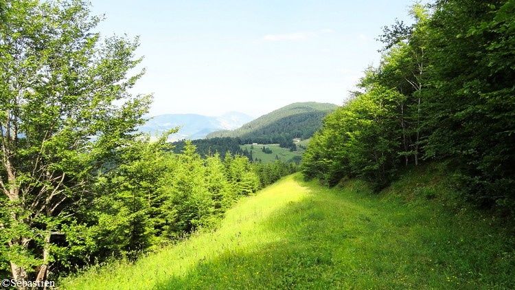 93 En descendant - dans la Forêt de Canelle, avec