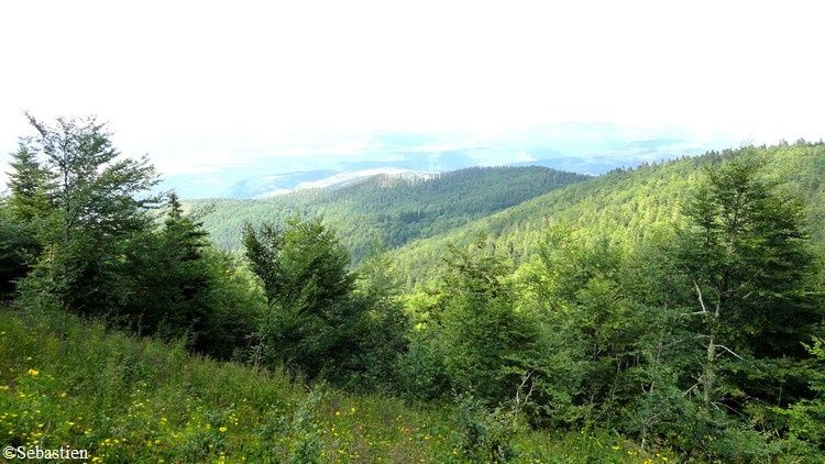 95 En descendant - vue sur la forêt d'Aspre et le