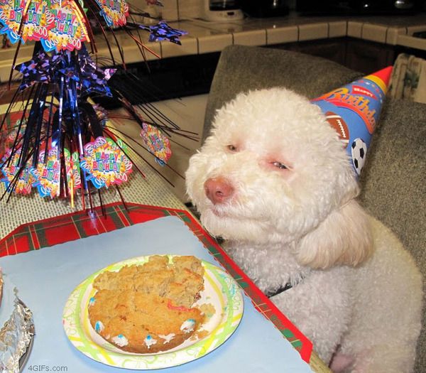 chien-anniversaire.jpg