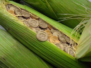 maïs courtier en agriculture
