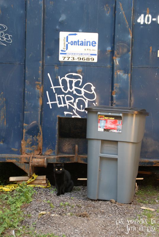 blog canada voyage pvt whv montreal moving day demenagement photo insolite cat cute trash