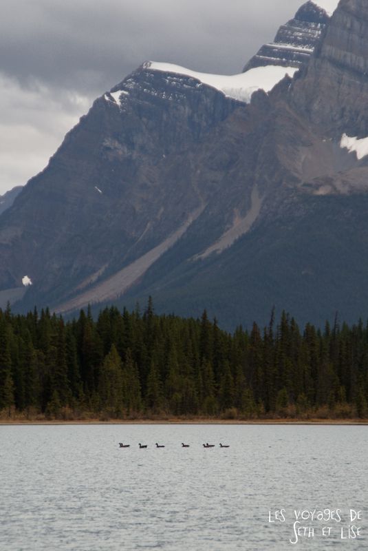 blog pvt photographie pvtiste canada alberta rocheuses rockies moutains voyage montagne couple tour du monde nature parc national lac lake ducks