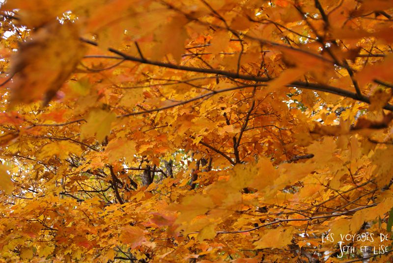 blog photographie canada pvt pvtiste voyage couple tour du monde quebec city ville chutes montmorency parc feuille ete indien erable jaune orange