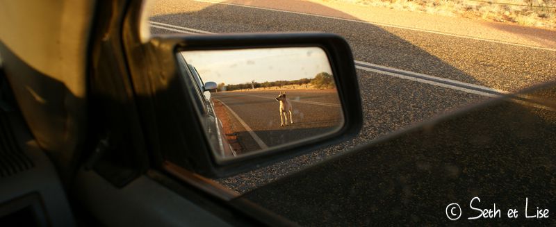 blog voyage conseil road trip aventure roadtrip voiture van dingo uluru wild sauvage