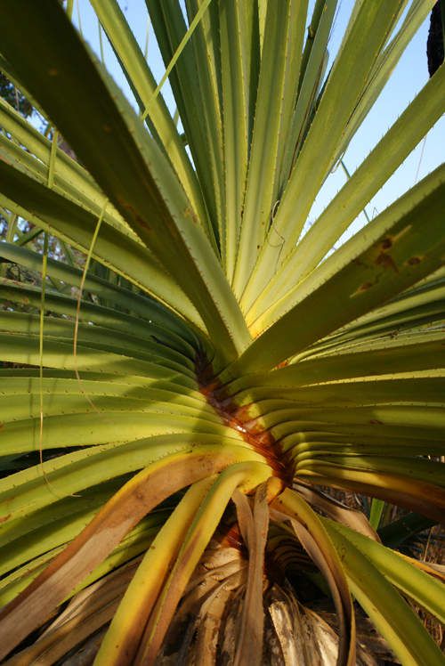 blog voyage australie australia whv backpacker vegetation insolite plante