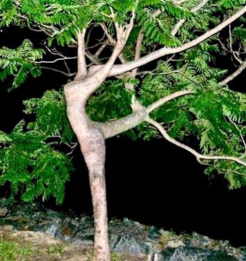 l-arbre-qui-danse.jpg