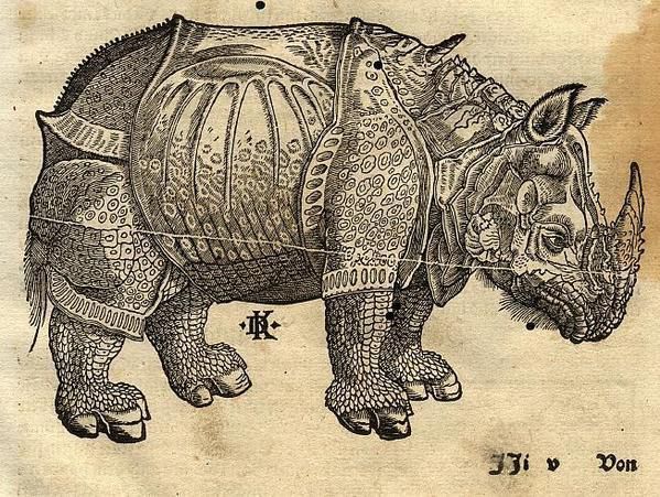 rhinoceros-copie-1.jpg